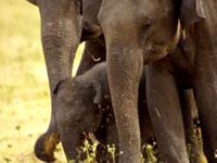 Asian elephant image