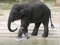 Asian elephant image