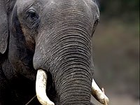 Asian elephant image
