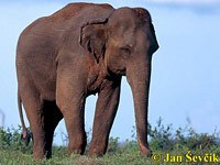 Asian elephant image