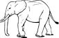 Asian elephant coloring page