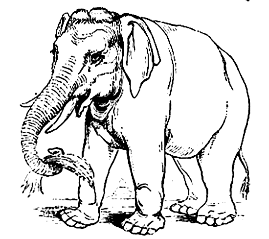 free Asian elephant coloring picture