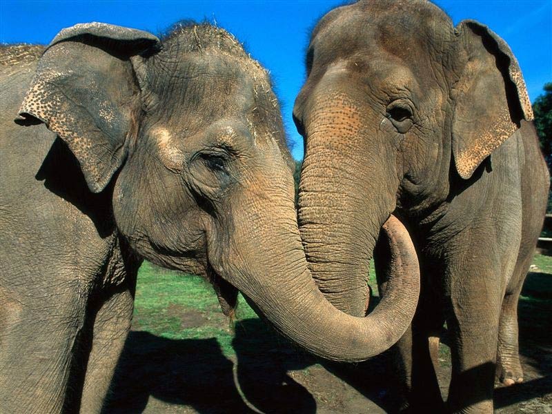 Asian elephant Wallpaper - Animals Town