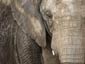 free asian elephant wallpaper