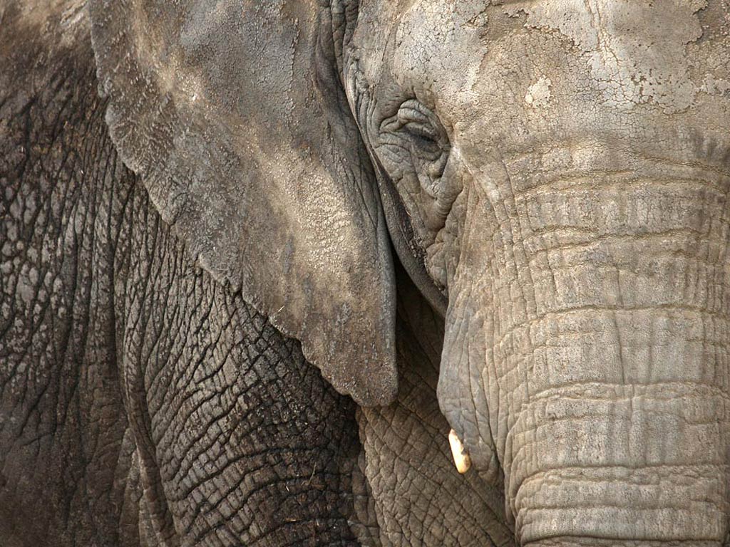 free Asian elephant wallpaper wallpapers download