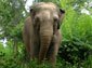asian elephant desktop wallpaper