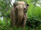 Asian elephant wallpaper