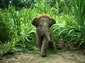 Asian elephant wallpaper