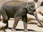 asian elephant wallpaper