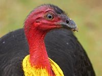Australian Brush-turkey close up 