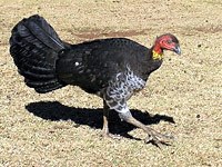 Australian Brush-turkey picture