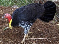 Australian Brush-turkey image