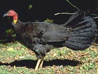 Australian Brush-turkey image