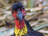 Australian Brush-turkey image