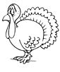 Australian Brush-turkey coloring page