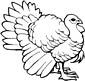 Australian Brush-turkey coloring page