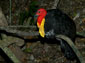 Australian Brush-turkey wallpaper