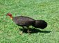 australian brush turkey wallpaper