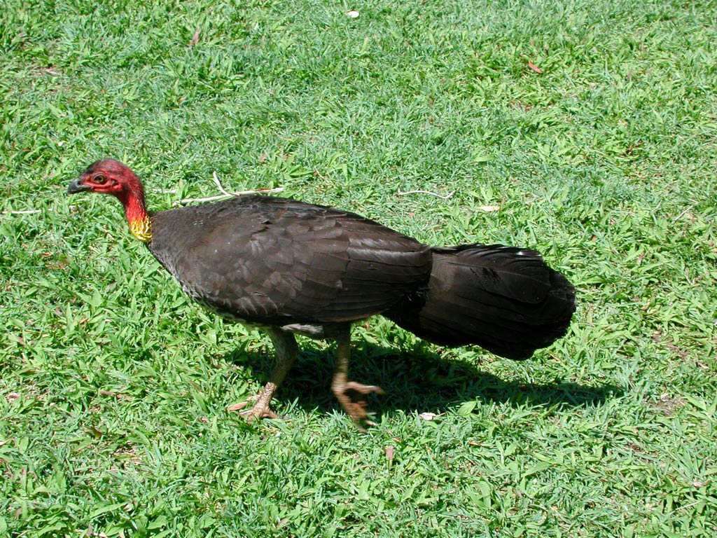 free Australian Brush-Turkey wallpaper wallpapers download