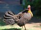 free australian brush turkey wallpaper