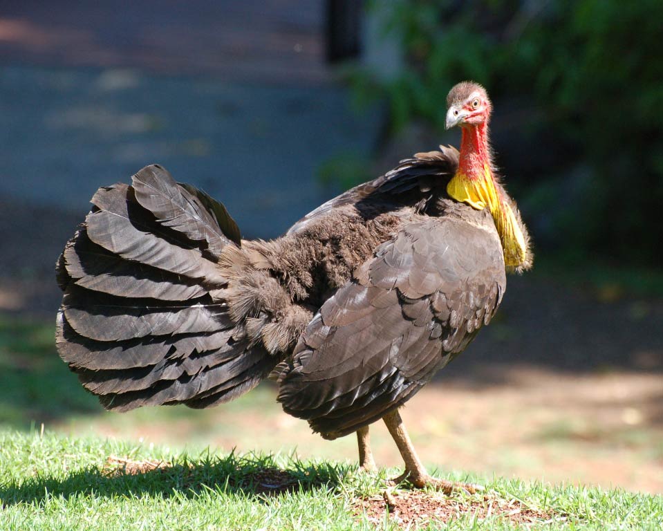 free Australian Brush-Turkey wallpaper wallpapers download