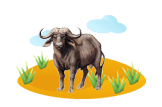 African Buffalo