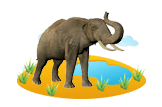 African Elephant