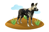 African Wild Dog image