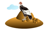 Andean Condor