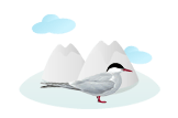 Arctic Tern image