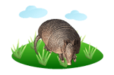 Armadillo image