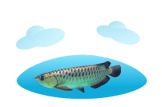 Arowana image