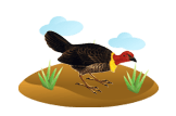 Australian Brush-turkey