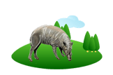 babirusa
