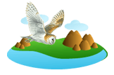 Barn Owl