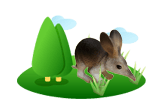 bilby