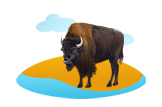 Bison