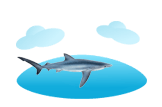 Blue Shark