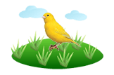 canary