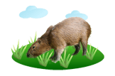 Capybara