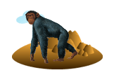 Chimpanzee