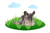 Chinchilla