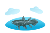 Coelacanth