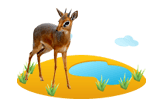 Dik-Dik