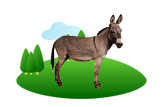 Donkey