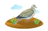 dove