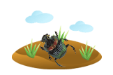 Dung Beetle