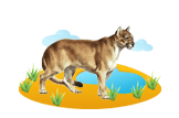 Eastern Cougar