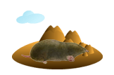 Eastern Mole