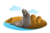 Elephant Seal